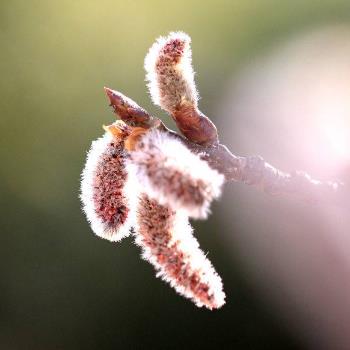 杨花是花吗