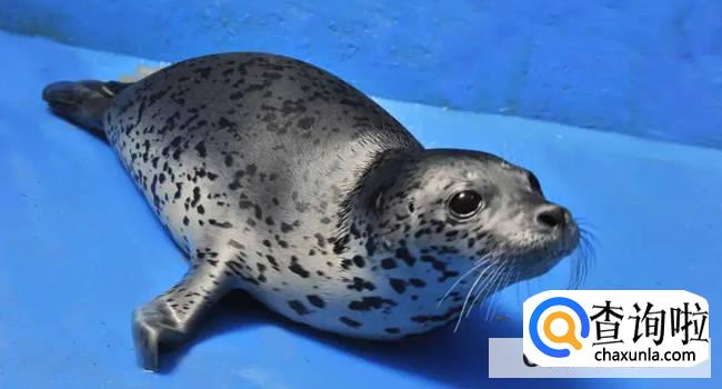 海洋动物是怎么睡觉的