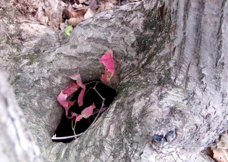 树洞是什么意思