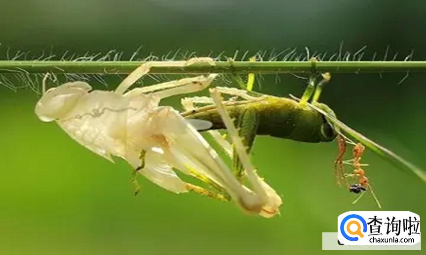 昆虫为什么要脱皮