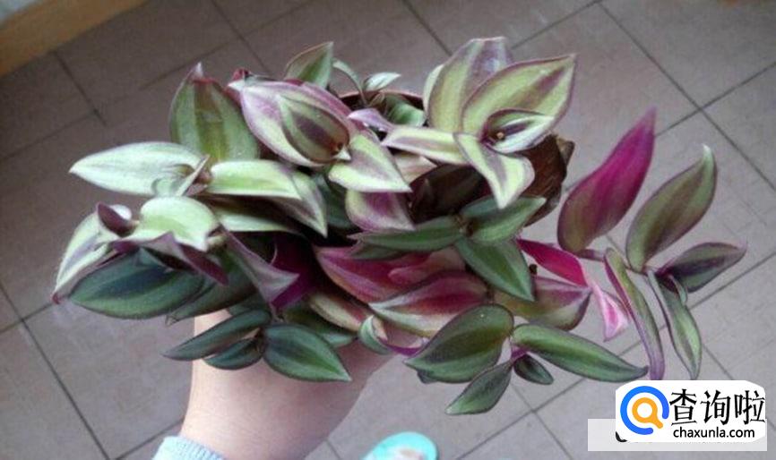 吊竹梅扦插繁殖方法步骤是怎么样的