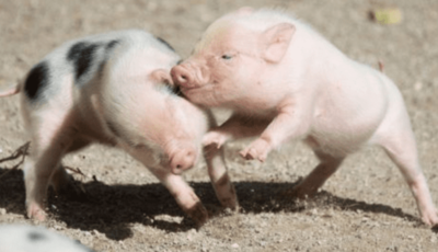 83年属什么生肖