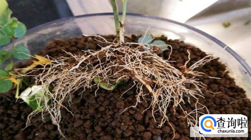 如何辨别扦插是否成功