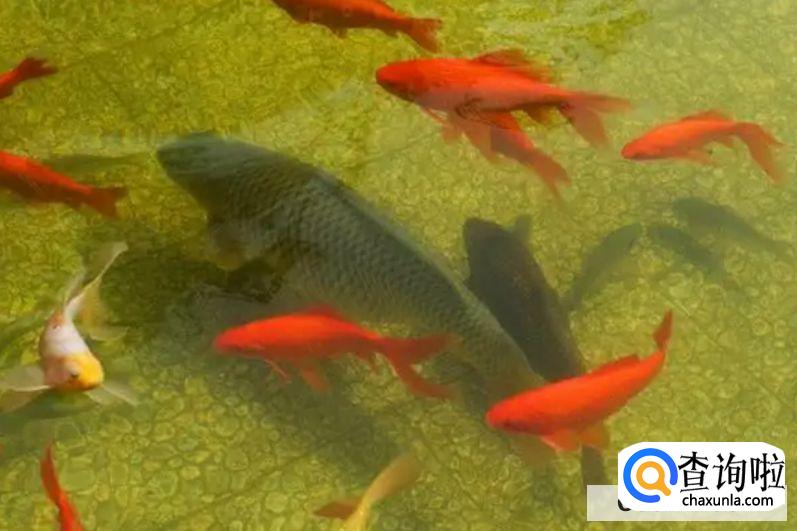 锦鲤在鱼缸下了鱼卵怎么孵化