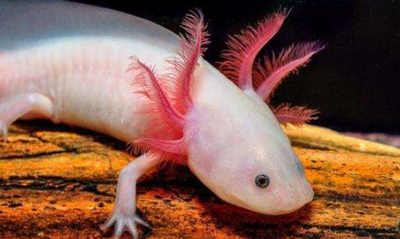 过年的时候吃鱼寓意是什么