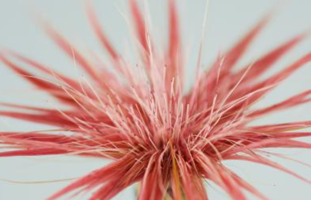 妙笔生花的主人公是谁