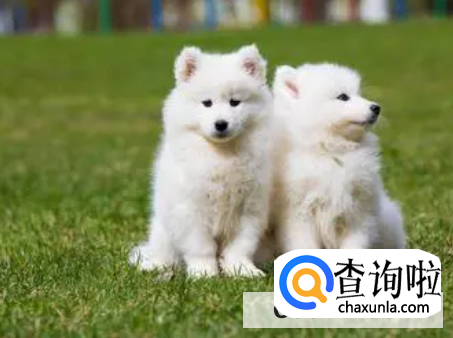 2个月的萨摩耶到新家要注意什么