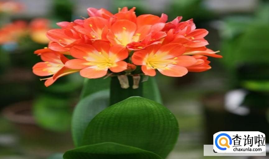 君子兰常用的繁殖方法