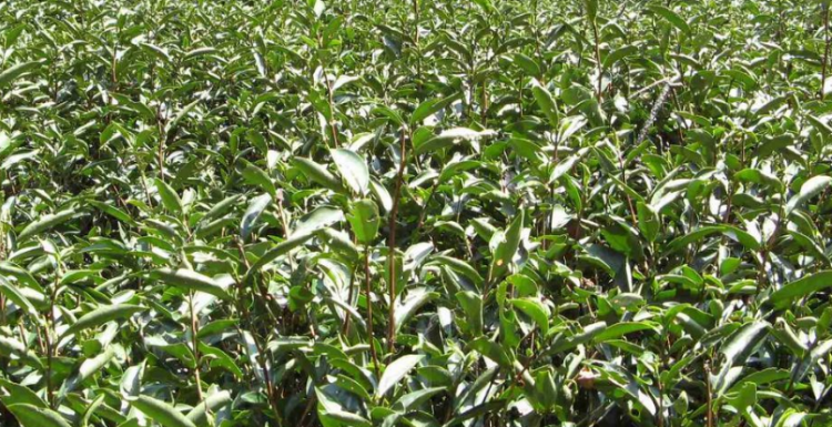 大红袍是什么茶