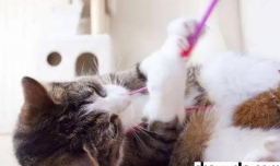 跟猫咪玩耍的注意事项