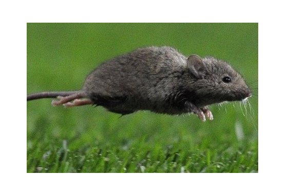 84年属什么生肖