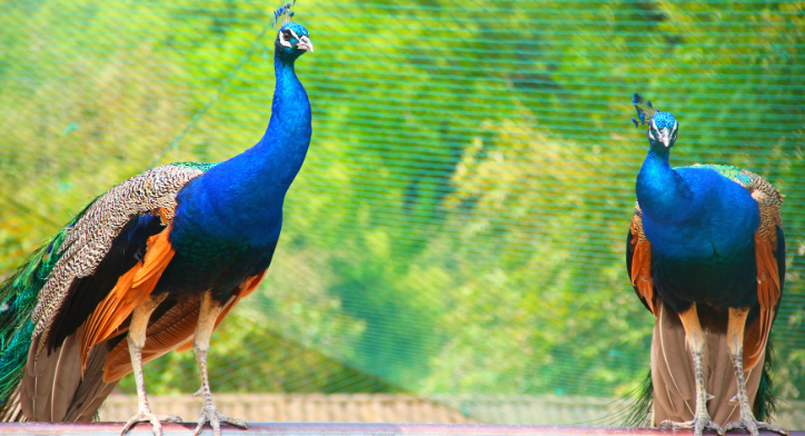 孔雀的尾巴像什么