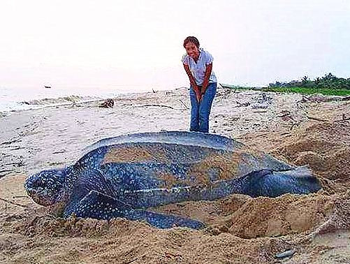 世界上最大的乌龟