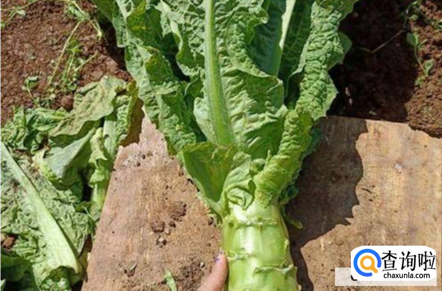 怎么判断莴笋坏了没