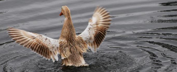 为什么鸭子的羽毛不沾水