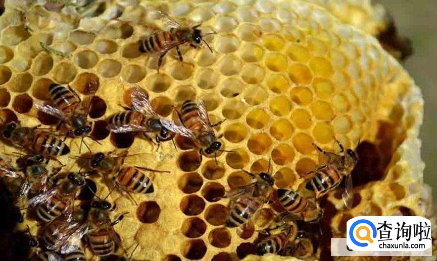 冬天蜜蜂放在哪里比较合适