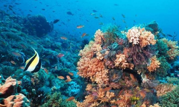 人类应该怎样保护多种多样的生物