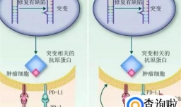 抗肿瘤药物PD-1抑制剂是靶向药还是免疫药物？