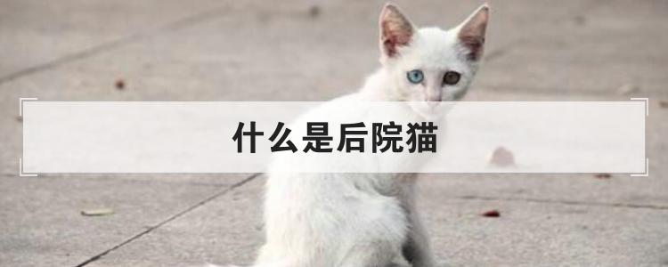 什么是后院猫