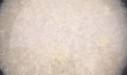 懒人日式肥牛饭怎么做