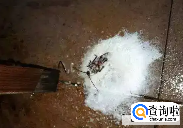 厨房里发现了蟑螂的处理方法