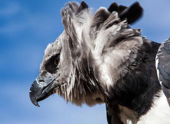 世界上最大的鸟