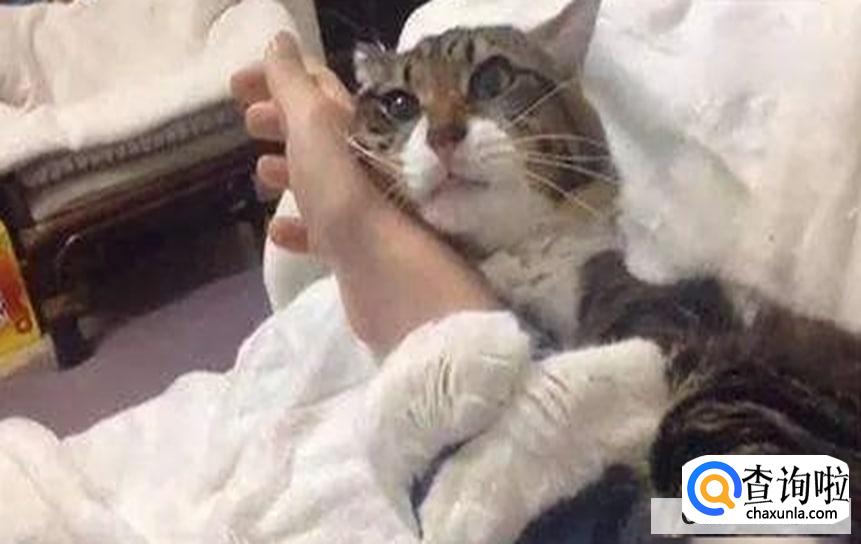 如何判断猫咪喜欢你？