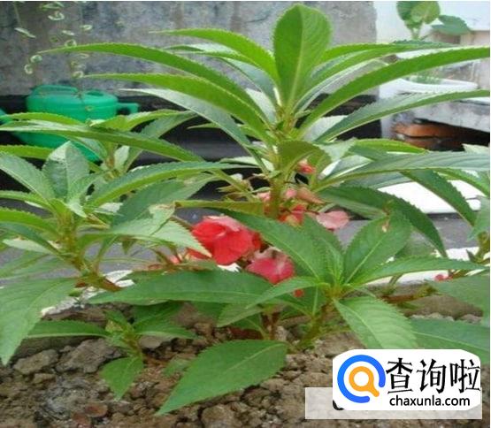 风仙花盆栽养殖方法