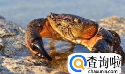 如何分辨螃蟹的公母以及如何挑选