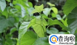 桑叶怎么做好吃