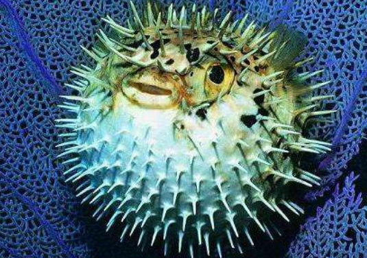 刺豚和河豚的区别