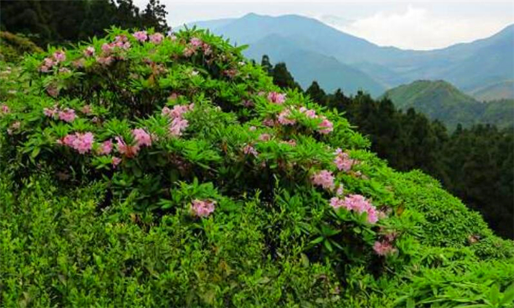 天台山在哪里