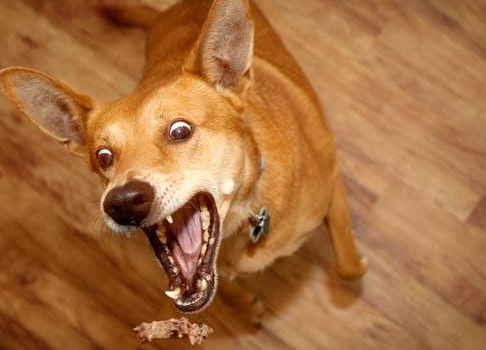 小狗拉稀怎么办