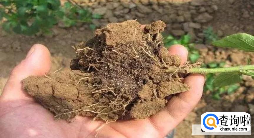 植物吸收污染物的原理是怎么样的