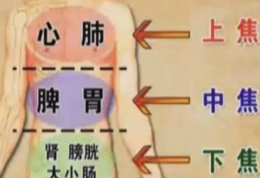 五脏六腑指的是什么