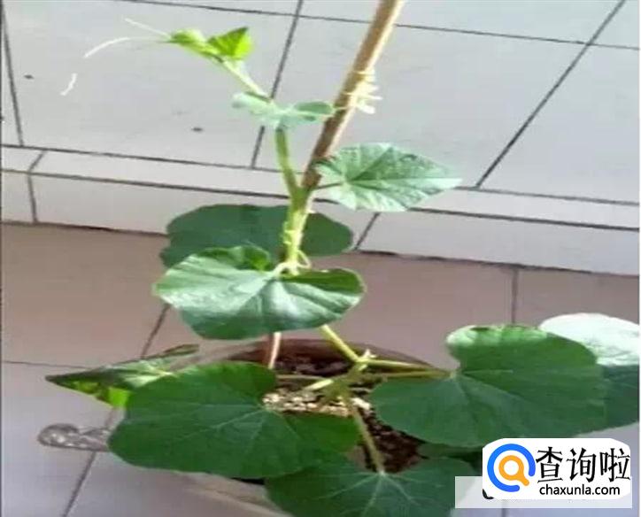 盆栽手捻葫芦种植时间和方法是怎么样的