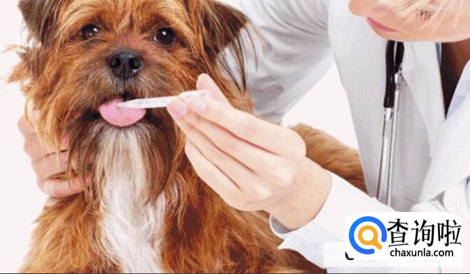 附近宠物医院怎么找