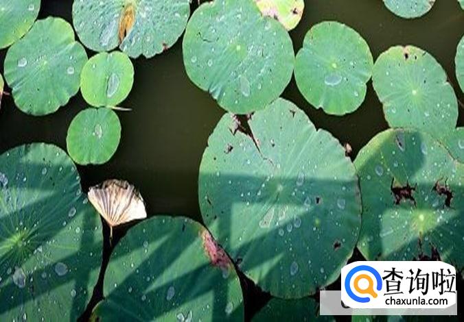 荷花叶子边缘干枯卷叶怎么处理