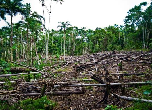 热带雨林气候特点