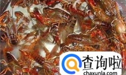 冰镇小龙虾做法