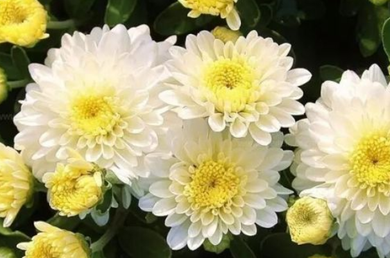 描写菊花的诗句有哪些？
