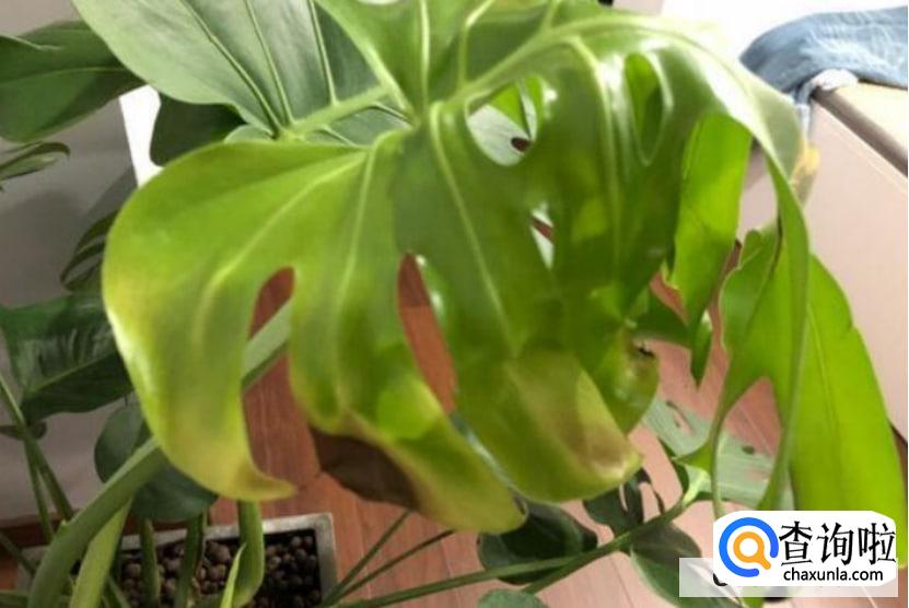龟背竹叶子发黄怎么补救