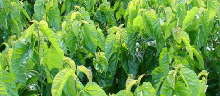 桑叶茶的功效与作用