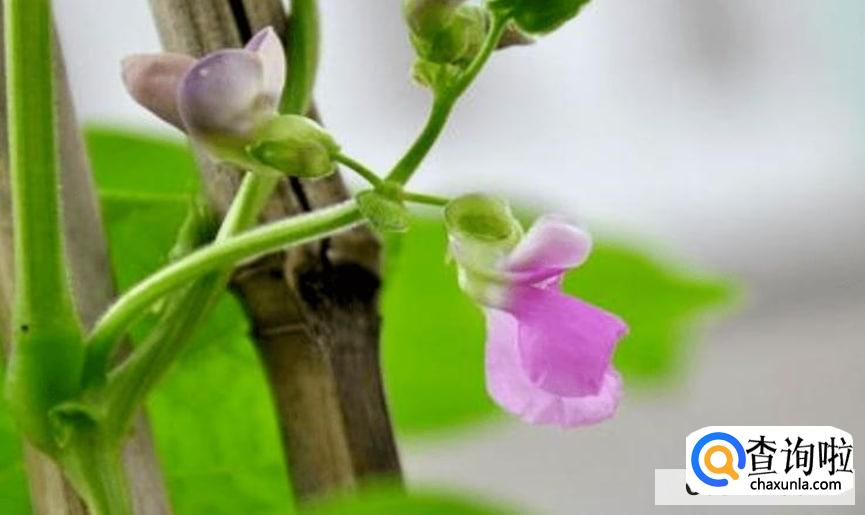 芸豆光开花不结果怎么办最好