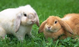 公兔和母兔可以放在一起养吗？