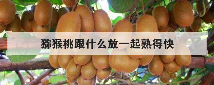 猕猴桃跟什么放一起熟得快