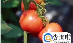 吃西红柿减肥的方法