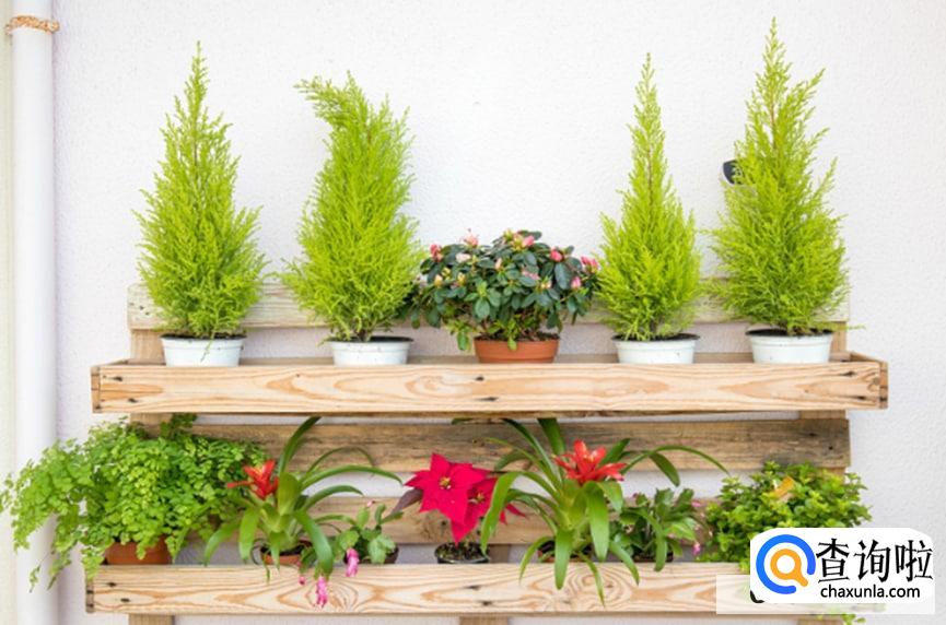 黑种草的养殖方法是怎么样的