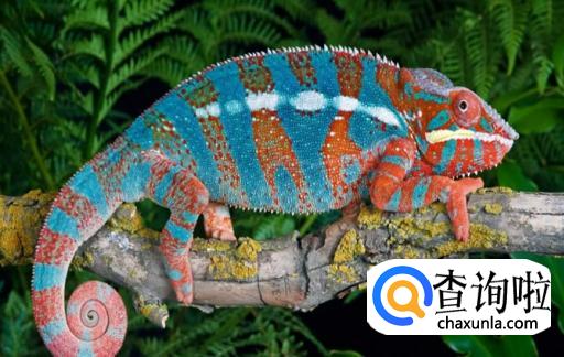 为什么变色龙会变色,变色有什么作用
