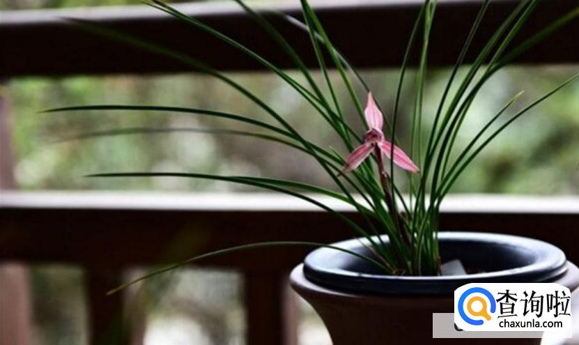 大红袍兰花如何养殖